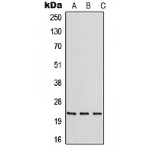 LifeSab™ RAB30 Rabbit pAb (50 µl)