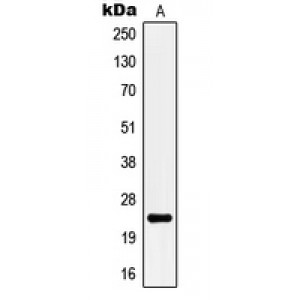 LifeSab™ KCNMB4 Rabbit pAb (50 µl)