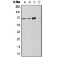 LifeSab™ NOX4 Rabbit pAb (50 µl)