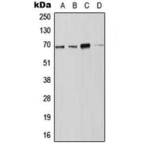 LifeSab™ NOX4 Rabbit pAb (50 µl)