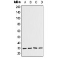 LifeSab™ COPS7A Rabbit pAb (50 µl)