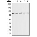 LifeSab™ MED15 Rabbit pAb (50 µl)
