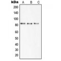 LifeSab™ SBAT1 Rabbit pAb (50 µl)