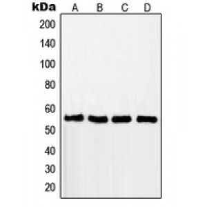 LifeSab™ RAD18 Rabbit pAb (50 µl)