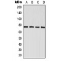 LifeSab™ PAK6 Rabbit pAb (50 µl)