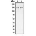LifeSab™ COL20A1 Rabbit pAb (50 µl)