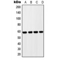 LifeSab™ ZP4 Rabbit pAb (50 µl)