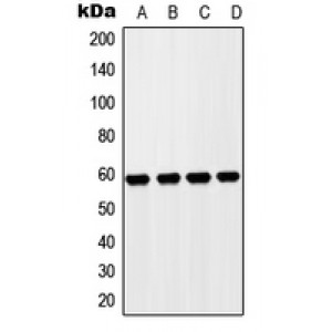 LifeSab™ ZP4 Rabbit pAb (50 µl)