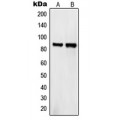 LifeSab™ SEMA4A Rabbit pAb (50 µl)