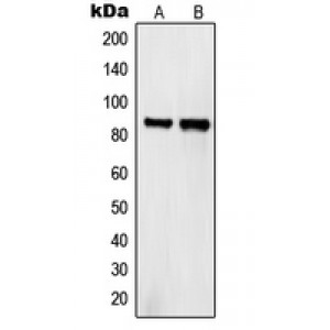 LifeSab™ SEMA4A Rabbit pAb (50 µl)