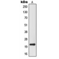 LifeSab™ MRPL32 Rabbit pAb (50 µl)