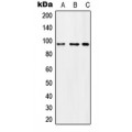 LifeSab™ MCPH1 Rabbit pAb (50 µl)