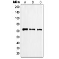 LifeSab™ RABEP2 pAb (50 µl)