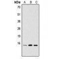 LifeSab™ PDRG1 Rabbit pAb (50 µl)