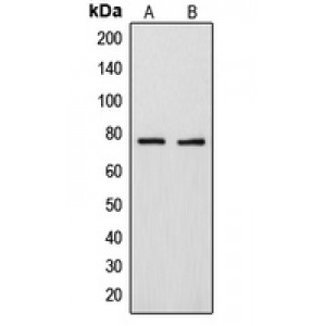 LifeSab™ ARHGAP18 Rabbit pAb (50 µl)