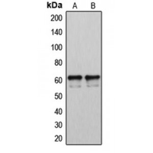 LifeSab™ CYP2U1 Rabbit pAb (50 µl)