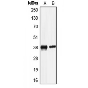 LifeSab™ LRG Rabbit pAb (50 µl)