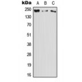 LifeSab™ DOCK11 Rabbit pAb (50 µl)