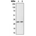 LifeSab™ NEURL2 Rabbit pAb (50 µl)