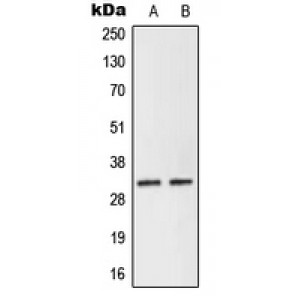 LifeSab™ NEURL2 Rabbit pAb (50 µl)