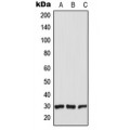 LifeSab™ CT47 Rabbit pAb (50 µl)