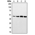 LifeSab™ STAC2 Rabbit pAb (50 µl)