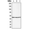 LifeSab™ ZNF50 Rabbit pAb (50 µl)