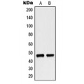 LifeSab™ p47 phox Rabbit pAb (50 µl)