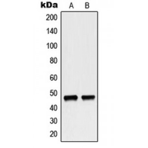 LifeSab™ p47 phox Rabbit pAb (50 µl)