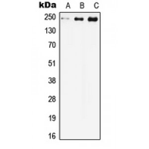 LifeSab™ Cav1.2 Rabbit pAb (50 µl)