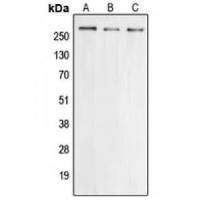 LifeSab™ Cav2.3 Rabbit pAb (50 µl)