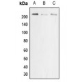 LifeSab™ p22 phox Rabbit pAb (50 µl)