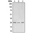 LifeSab™ EPO Rabbit pAb (50 µl)