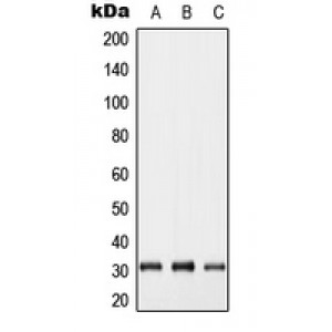 LifeSab™ GJB5 Rabbit pAb (50 µl)