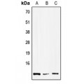 LifeSab™ HMGN1 Rabbit pAb (50 µl)
