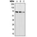 LifeSab™ ORC2 Rabbit pAb (50 µl)