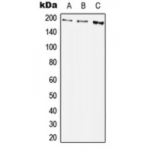 LifeSab™ PDGFRB (pY1009) Rabbit pAb (50 µl)