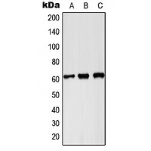 LifeSab™ PKLR Rabbit pAb (50 µl)