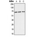 LifeSab™ TRF2 Rabbit pAb (50 µl)