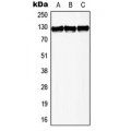 LifeSab™ Telomerase Rabbit pAb (50 µl)