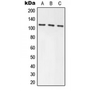 LifeSab™ Axin-1 Rabbit pAb (50 µl)