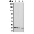 LifeSab™ RGS20 Rabbit pAb (50 µl)