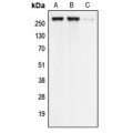 LifeSab™ CACNA1G Rabbit pAb (50 µl)