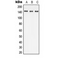 LifeSab™ JIP4 Rabbit pAb (50 µl)