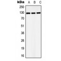 LifeSab™ LATS1 Rabbit pAb (50 µl)