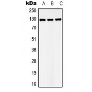 LifeSab™ LATS1 Rabbit pAb (50 µl)