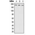 LifeSab™ NRXN3 Rabbit pAb (50 µl)
