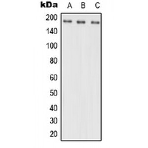 LifeSab™ NRXN3 Rabbit pAb (50 µl)