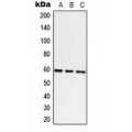 LifeSab™ ATE1 Rabbit pAb (50 µl)