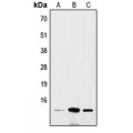 LifeSab™ BRI3 Rabbit pAb (50 µl)